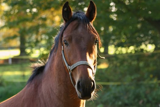 Czech warm-blooded horse on pasture.