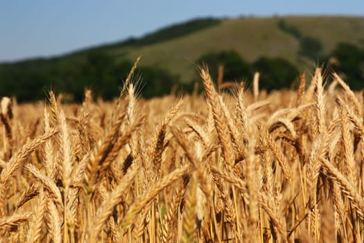 Cornfield before harvest with a hill in the background
