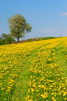 Dandelion meadow and alone tree in the spring