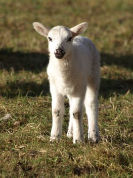 Lambkin