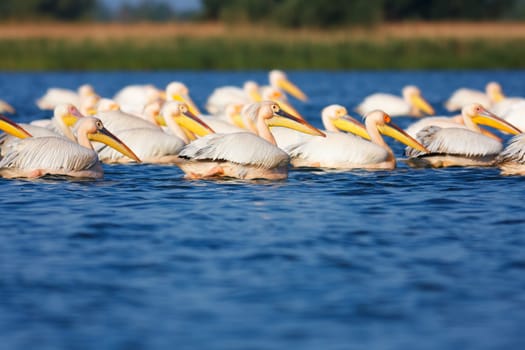 Great White Pelicans (Pelecanus onocrotalus) on a lake in Danube Delta during migration season, Romania.