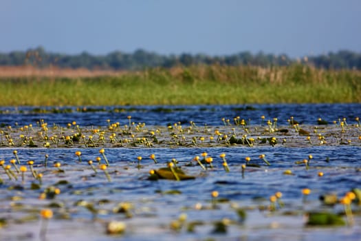 Landscape of Yellow Water-lilies in Danube Delta, Romania.