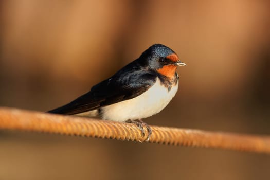 Barn Swallow sitting on a white in summertime.