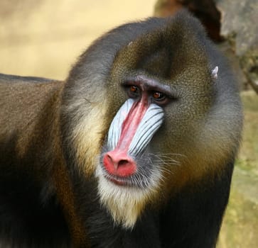 MandrillPortrait