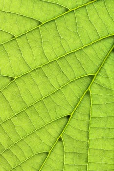 Closeup on fresh, green leaf in vertical frame