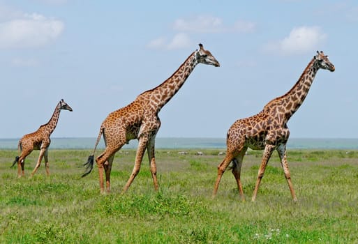 Three giraffes walking on african green savannah