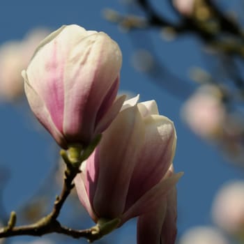 Easter Magnolias