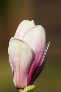Easter Magnolias