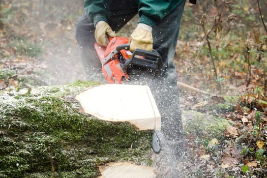 the lumberjack and the forest