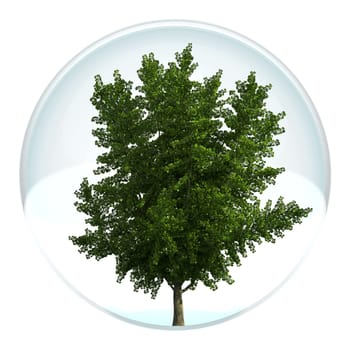ginkgo in a bubble