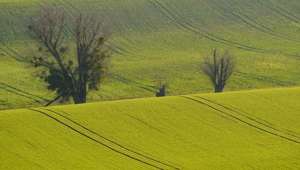 green tree and field