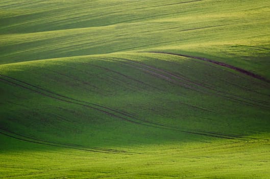 the green field