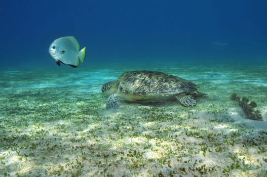 Encounter on the seagrass meadow