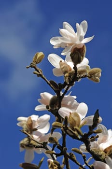 Magnolia Blossom