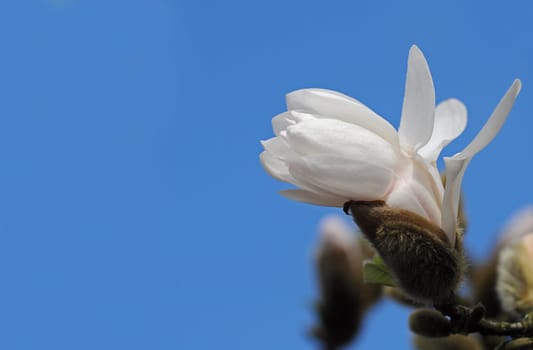 Magnolia Blossom