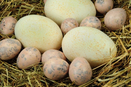 Eggs