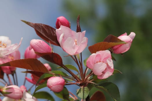 Crab Apple Blossoms Close-Up