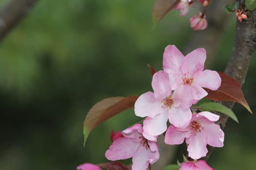 Pink crab apple blossoms close-up with green copy space.