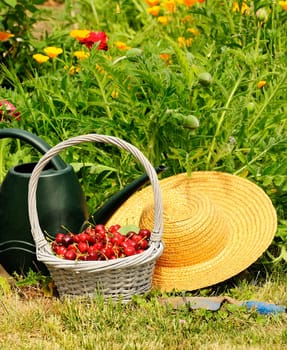 basket of cherries and straw hat in a flower garden