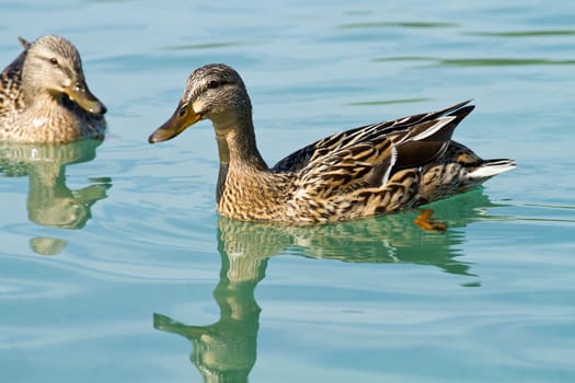 duck in the water
