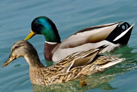 duck in the water