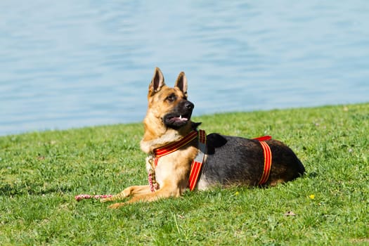 German shepherd sits on the lawn