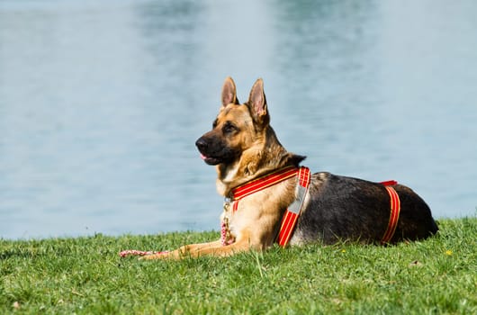 German shepherd sits on the lawn