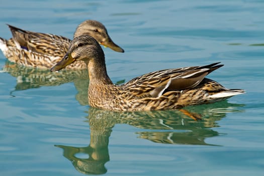 duck in the water