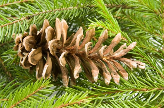green fir branch with old dry cone