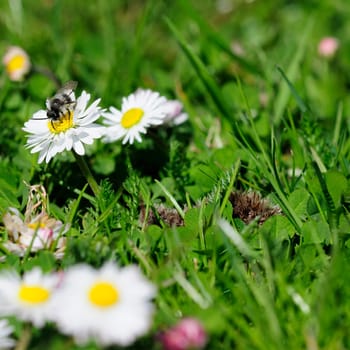 Bellis perennis