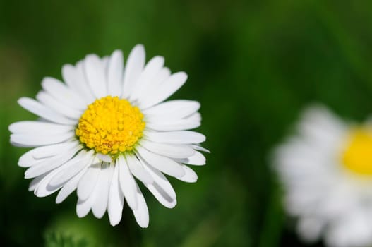 Bellis perennis