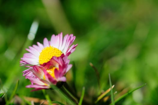 Bellis perennis
