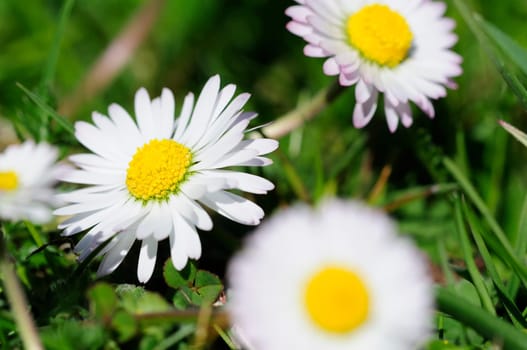 Bellis perennis