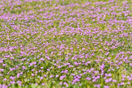 lilac flowery meadow