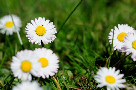 Bellis perennis