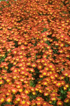 Display of vast array gerbera flower plants with orange and yellow petals