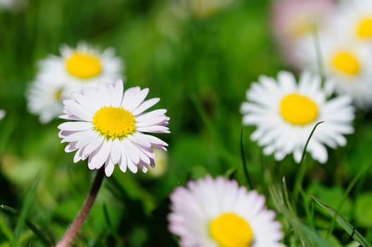 Bellis perennis