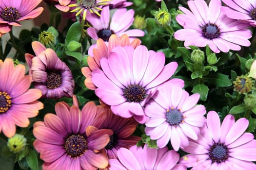 a beautiful bunch of wild flowers in the countryside