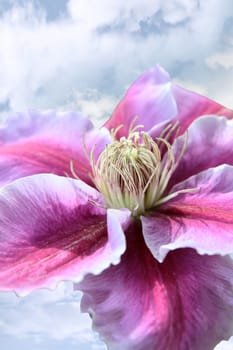 a beautiful clematis against a dark stormy blue cloudy sky