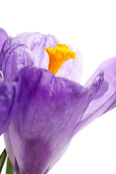 Beautiful crocus isolated on a white background