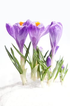 Pickwick crocuses emerging from under snow cover in the garden