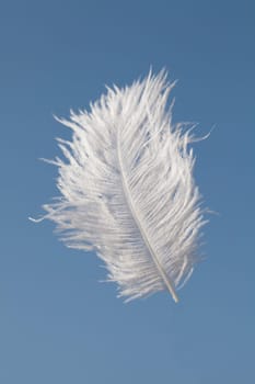 One flying feather on a blue background