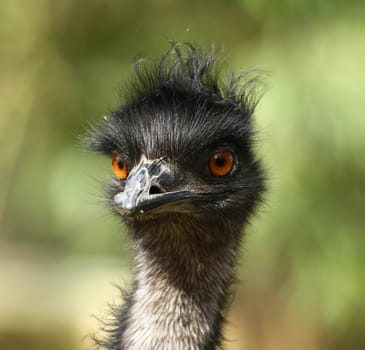 EmuPortrait