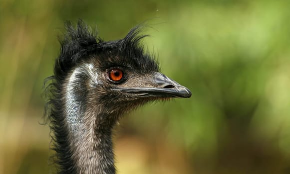 EmuPortrait
