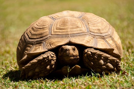 A turtle on the lawn
