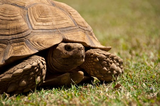 A turtle on the lawn