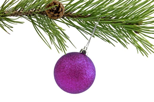 pine branch with purple christmas bauble on white background