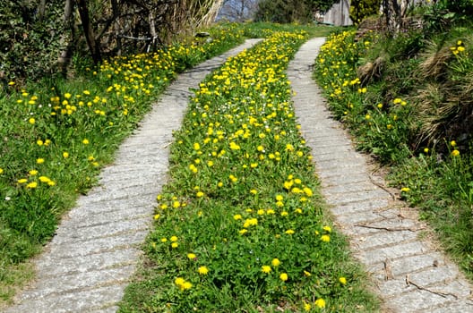 Avenue in bloom with yellow flowers in spring