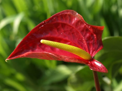 Anthurium Flower