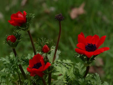 Crown Anemone